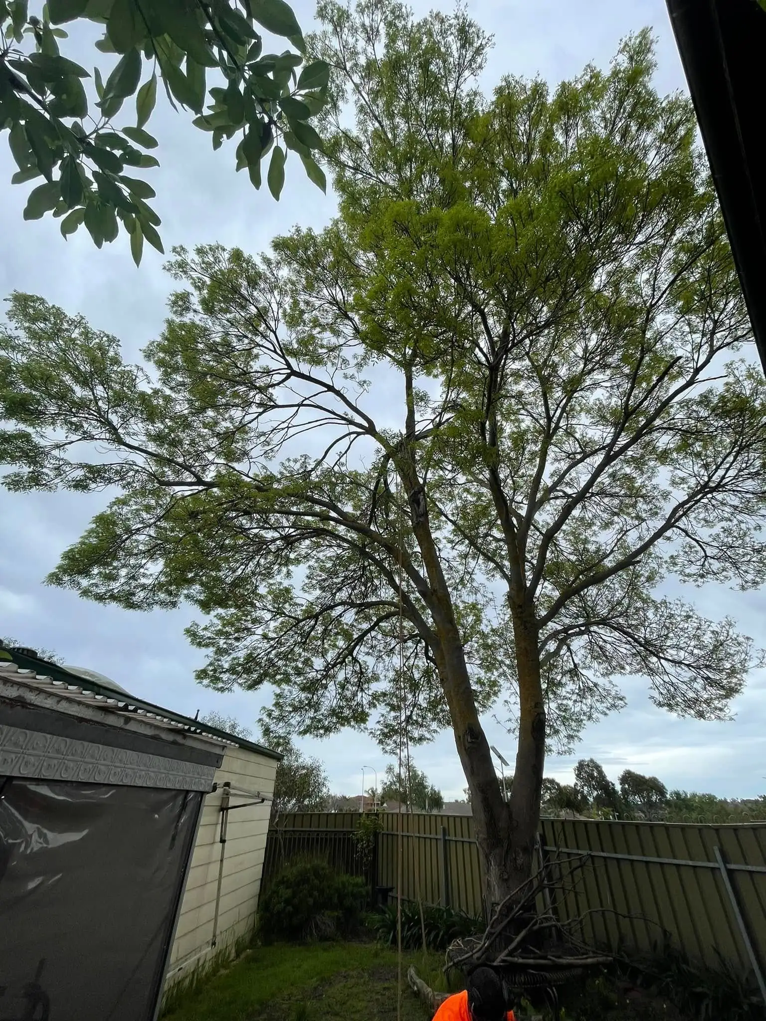 Completed tree work on an Adelaide residential property